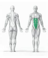 Abdominal-musculatura 3