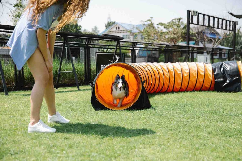 Faça a diversão do seu pet com um playground para cachorro. Imagem de Blue Bird no Pexels