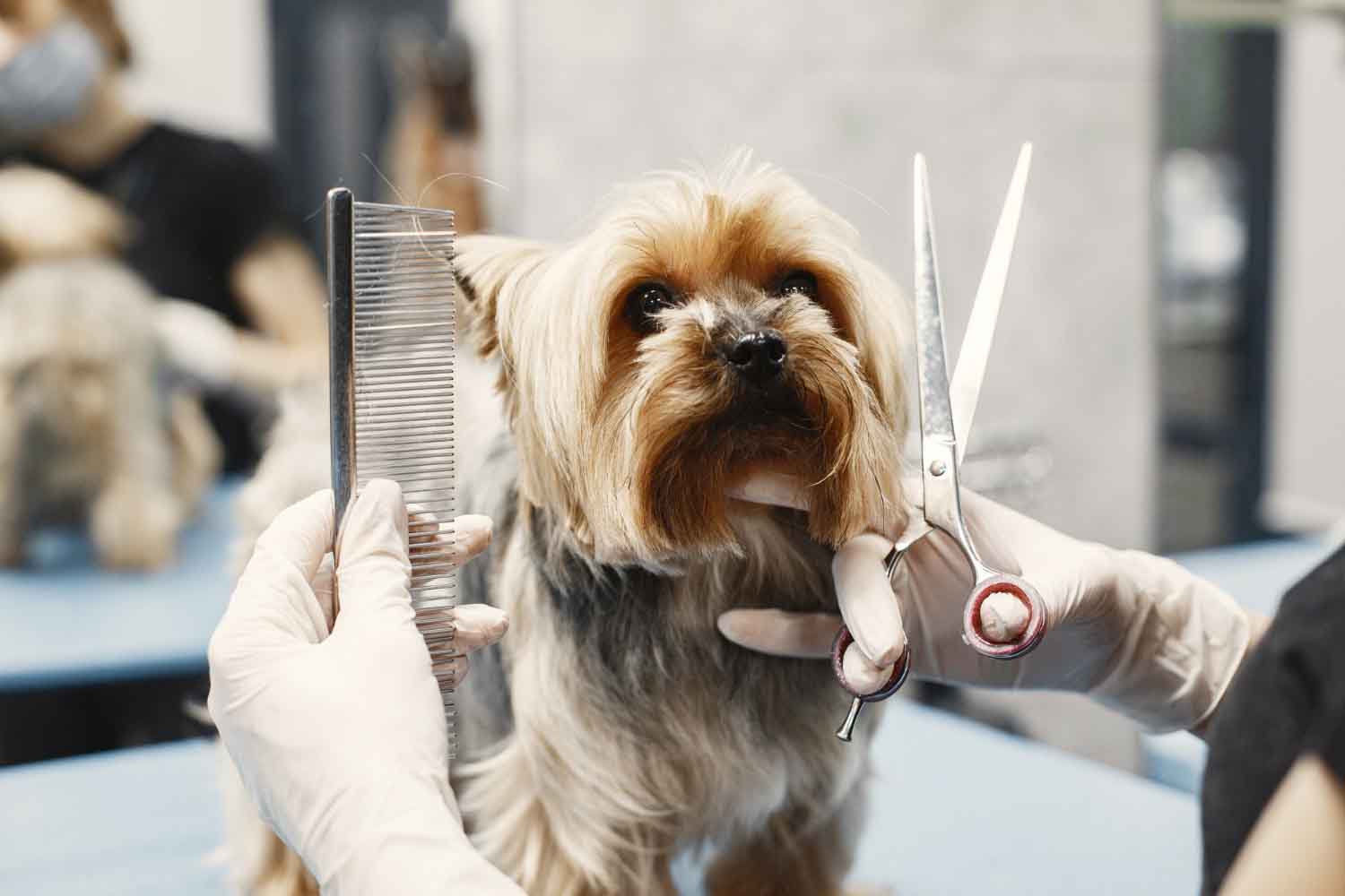Descubra o porquê do pet care em condomínio ser um espaço exclusivo vantajoso para o dono e o animal de estimação