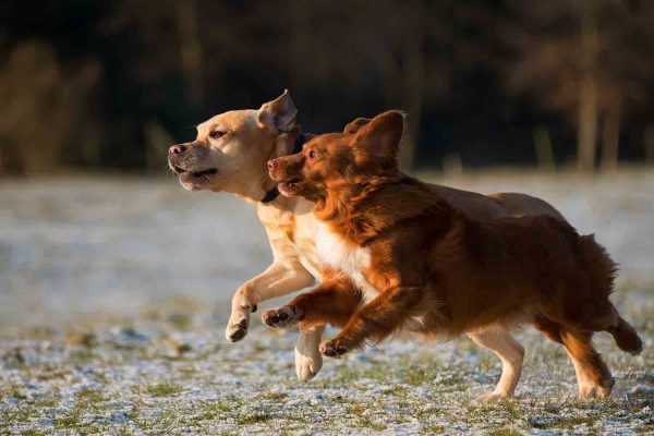 Os equipamentos para espaço pet são produtos cujo foco é voltado para a diversão de cães e gatos domésticos em um local seguro