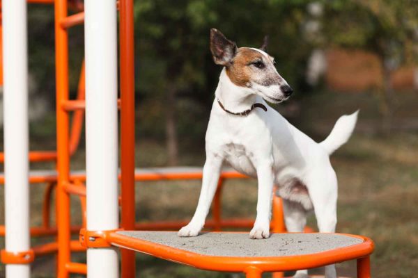 O espaço pet para cachorro é uma área exclusiva e aconchegante, assim, veja ótimas dicas para começar a planejar o seu