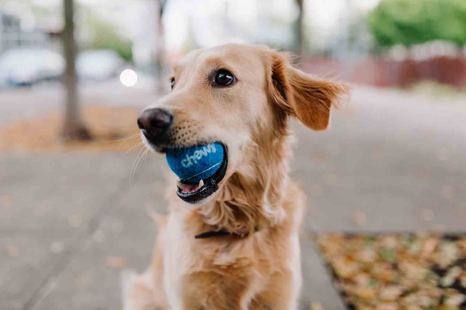 O espaço pet brinquedos é a área de lazer do bichinho. Conheça as opções disponíveis para o apartamento ou para a casa