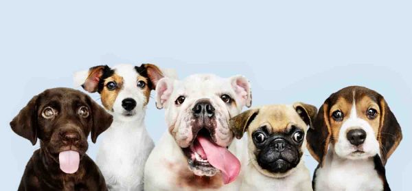 Um espaço pets é o lazer dos condôminos sejam os responsáveis ou próprios os pets. Isso proporciona diversão e socialização para ambos