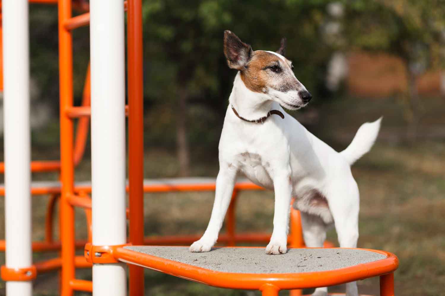 Vai levar seu cão a um espaço pet friendly? Veja dicas para te ajudar! -  abtPet