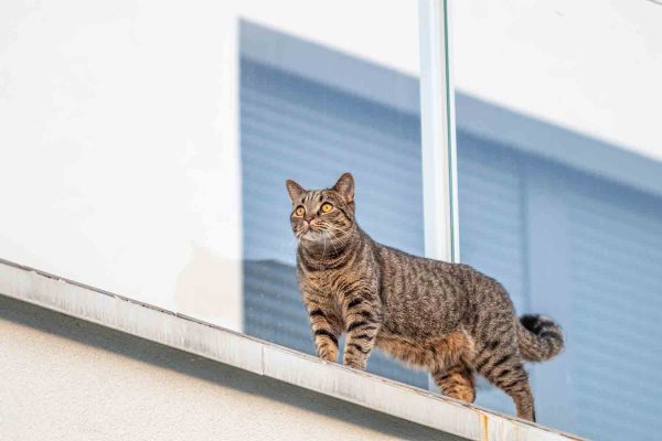 A lei sobre animais em condomínios autoriza a presença de bichos em espaços coletivos, mas versa sobre os deveres dos tutores