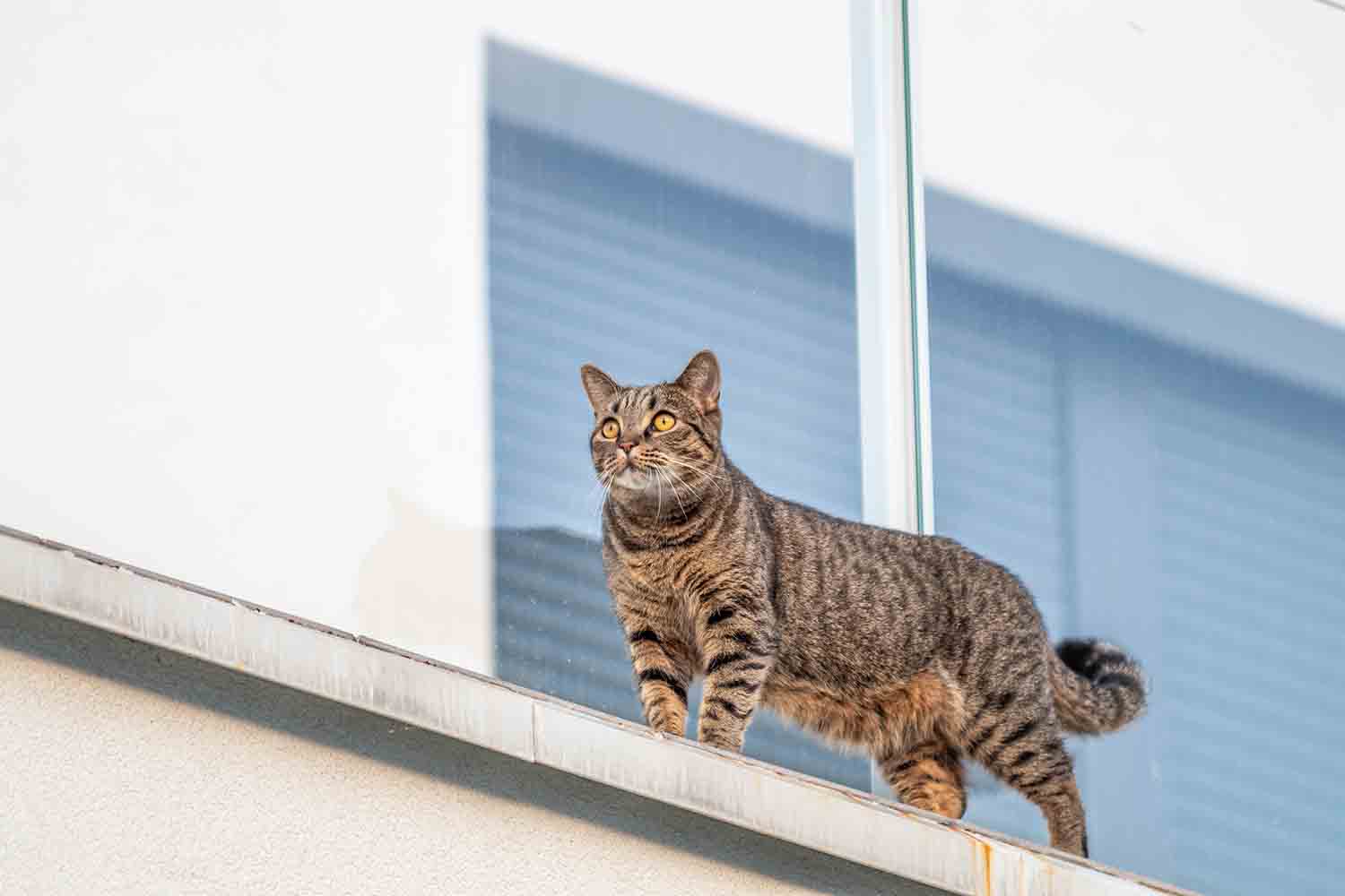 A lei sobre animais em condomínios autoriza a presença de bichos em espaços coletivos, mas versa sobre os deveres dos tutores