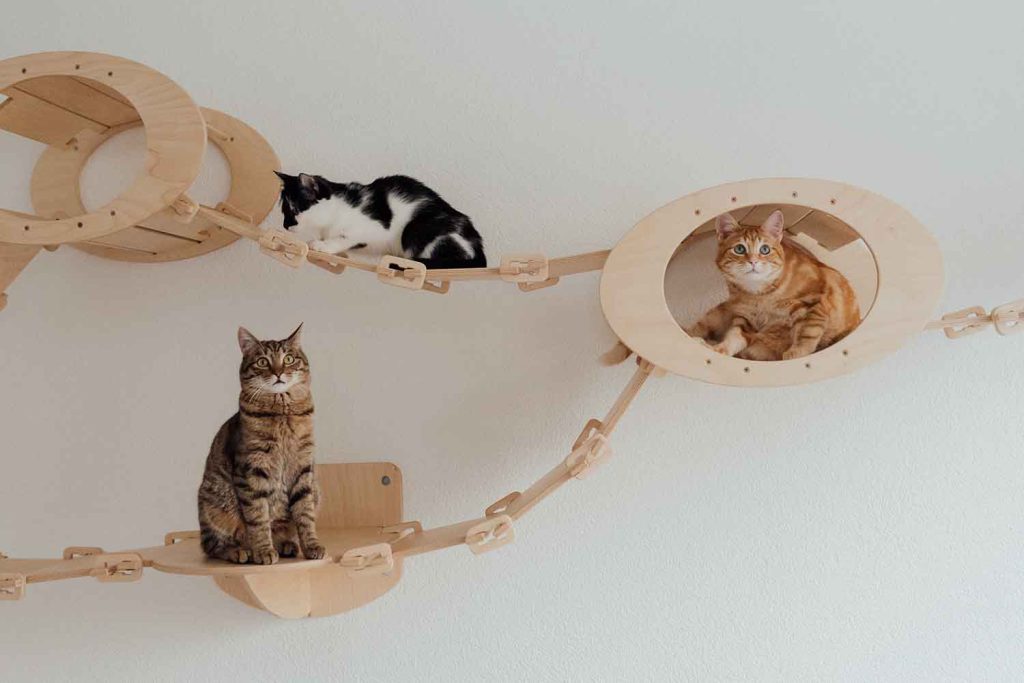 O playground para gatos ajuda a mantê-los ativos e pode ter diferentes formas de montar. Imagem de Arina Krasnikova