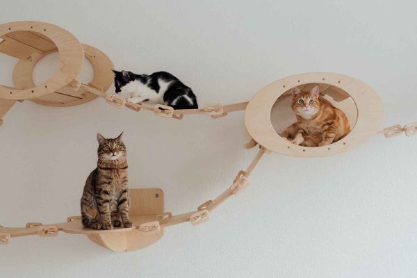 O playground para gatos ajuda a mantê-los ativos e pode ter diferentes formas de montar. Imagem de Arina Krasnikova