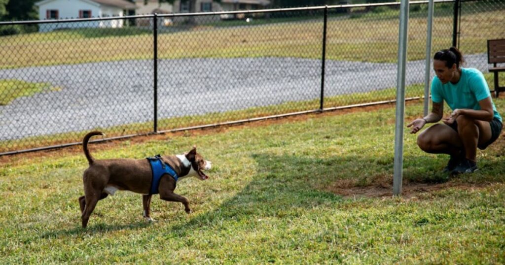 Equipamentos para Espaço Pet: Como Criar Áreas Seguras e Funcionais 2