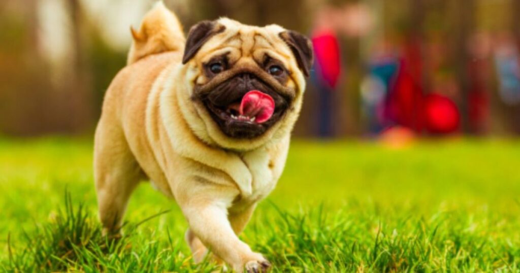 espaco-pet-em-condominios-racas-de-cachorros