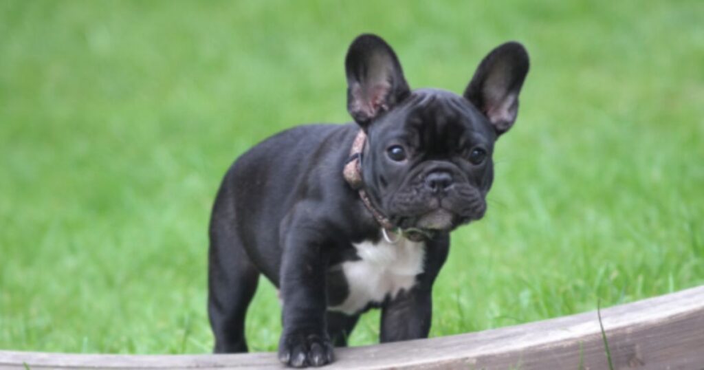 espaco-pet-em-condominios-racas-de-cachorros