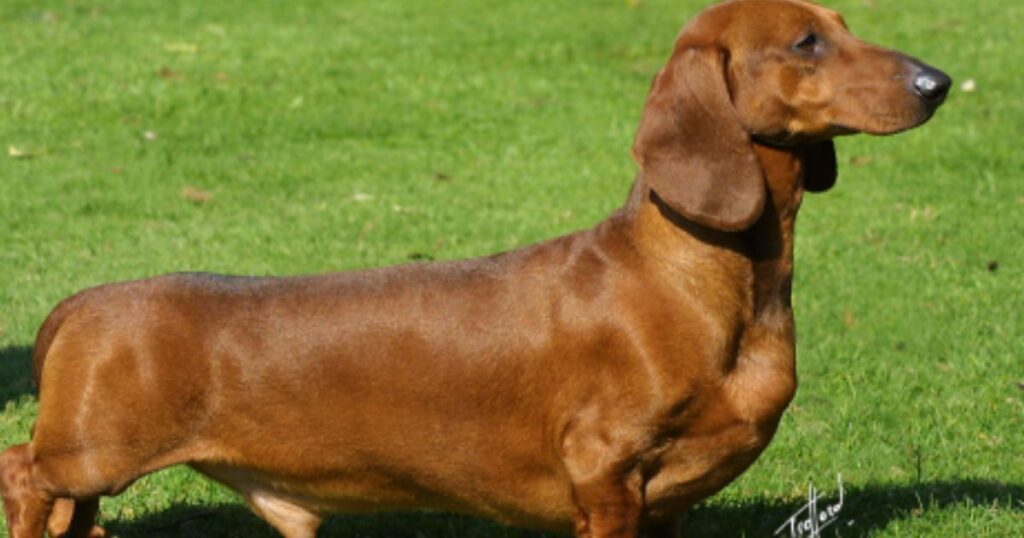 espaco-pet-em-condominios-racas-de-cachorros