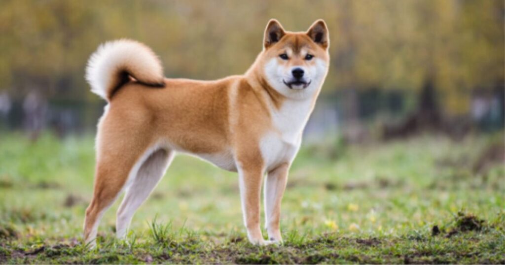 espaco-pet-em-condominios-racas-de-cachorros
