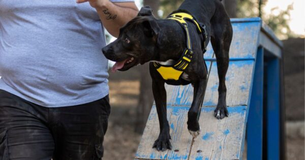 O que é um espaço pet friendly? Veja Dicas e Como Criar Um!