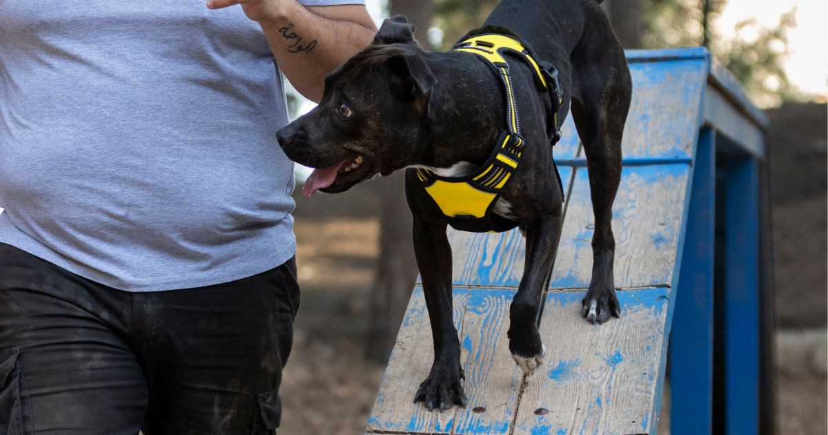 O que é um espaço pet friendly? Veja Dicas e Como Criar Um!